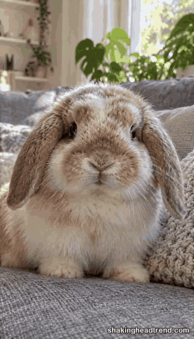 bunny shaking head GIF: a lop-eared rabbit doing the head shake