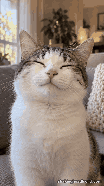 cat shaking head meme GIF: eyes shut and swaying, then a wide-eyed stare