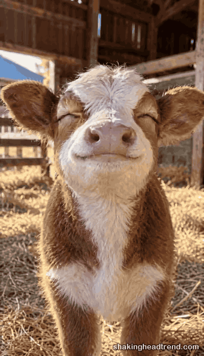 cow shaking head meme GIF: a calf swaying with its eyes shut, then grinning