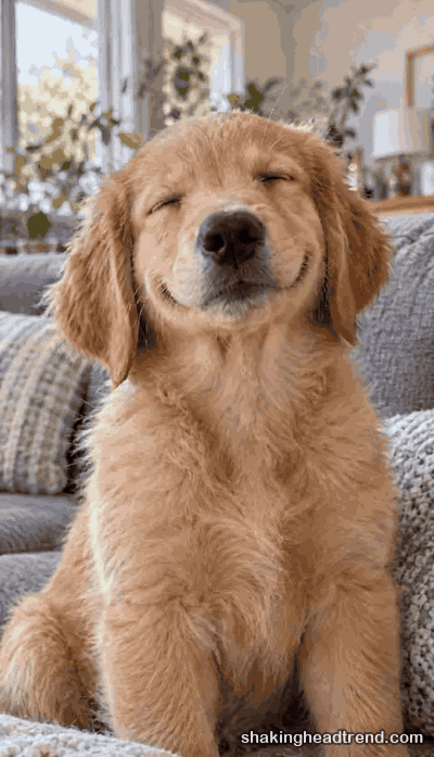 dog head shake meme GIF: a golden retriever puppy grinning and shaking its head